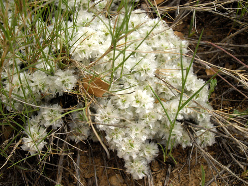 Paronychia aretioides photo